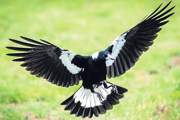 Tìm hiểu về chòe than hót hay: Cách nuôi và rèn luyện để có chú chim đỉnh  cao