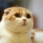 Mèo Scottish Fold - mèo tai cụp