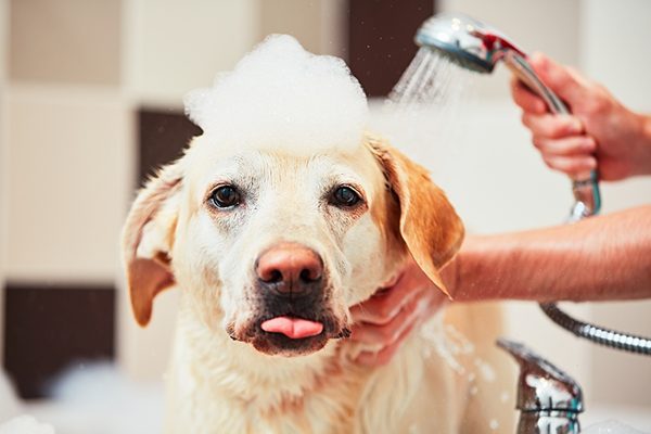 Cách tắm cho chó hết hôi, sạch sẽ thơm lâu như đi Spa