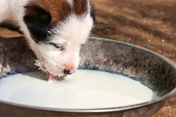 Chó con uống sữa gì? Cho chó uống sữa ông Thọ được không?