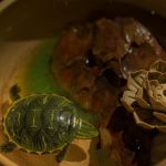 nuôi rùa phong thủy