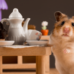 cách nuôi chuột Hamster